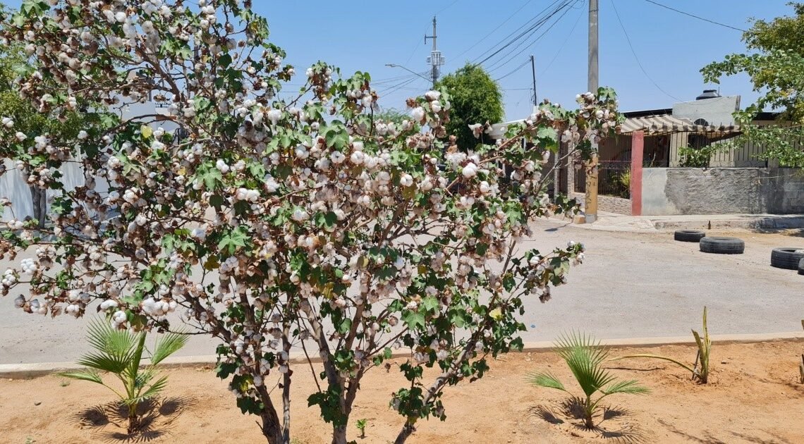 Hermosillo: Con plantas la señora Elia “da vida” a camellón que usaban como basurero Hermosillo: Con plantas la señora Elia “da vida” a camellón que usaban como basurero