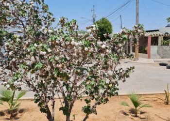 Hermosillo: Con plantas la señora Elia “da vida” a camellón que usaban como basurero