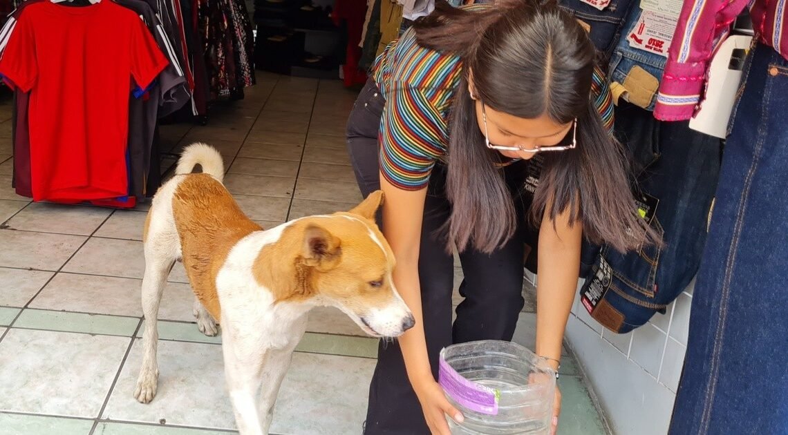 Calor en Hermosillo: Invita Canaco a comerciantes a poner botes con agua a lomitos