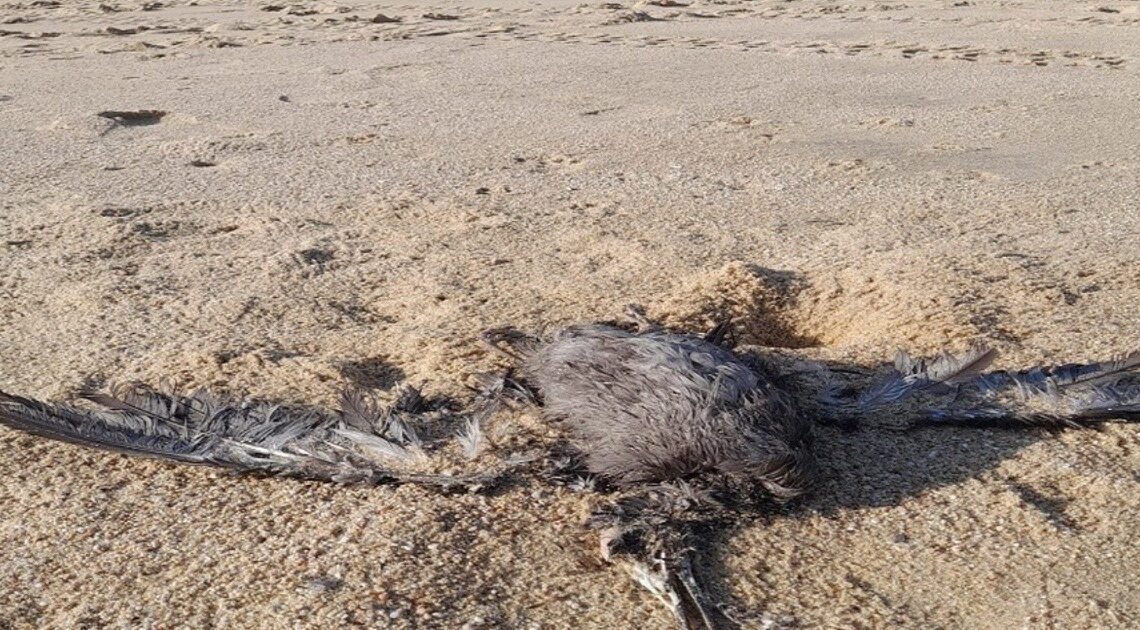 Emiten alerta por Influenza Aviar en Sonora