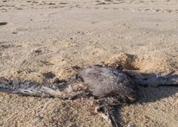 Emiten alerta por Influenza Aviar en Sonora
