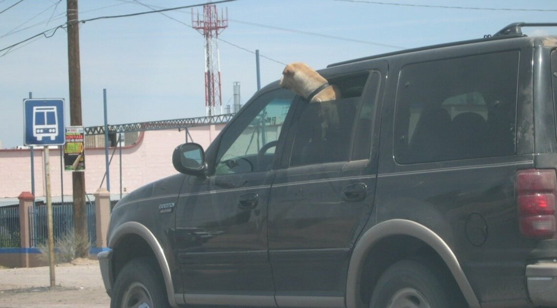 “Ni por un ratito” debe dejar niños o mascotas encerrados en autos: Bomberos de Hermosillo “Ni por un ratito” debe dejar niños o mascotas encerrados en autos: Bomberos de Hermosillo