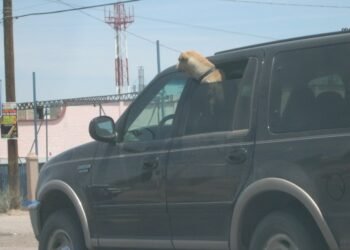 “Ni por un ratito” debe dejar niños o mascotas encerrados en autos: Bomberos de Hermosillo