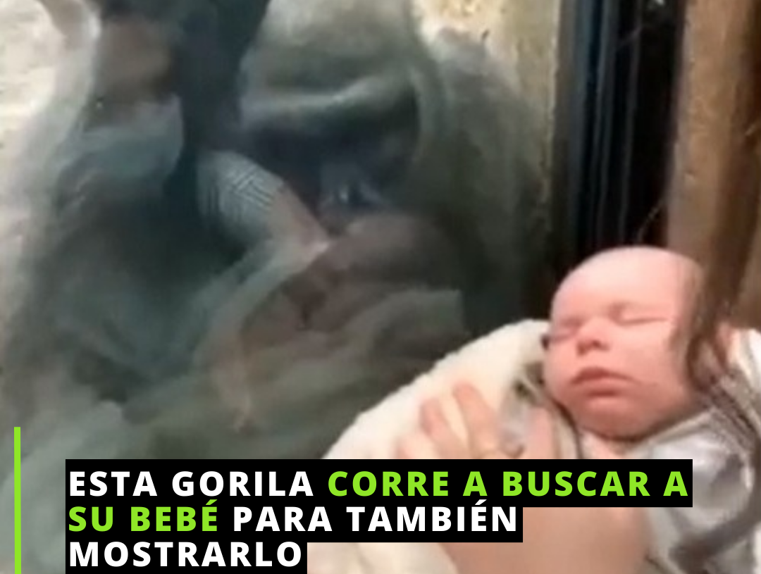 De mamá a mamá