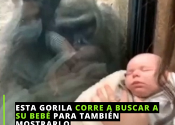 De mamá a mamá