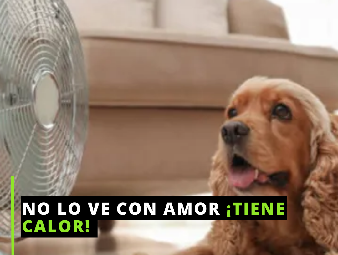 Cuidar sus patitas y su pancita