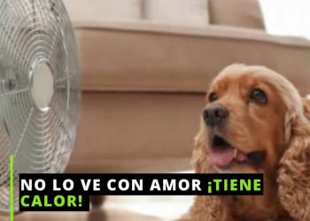 Cuidar sus patitas y su pancita