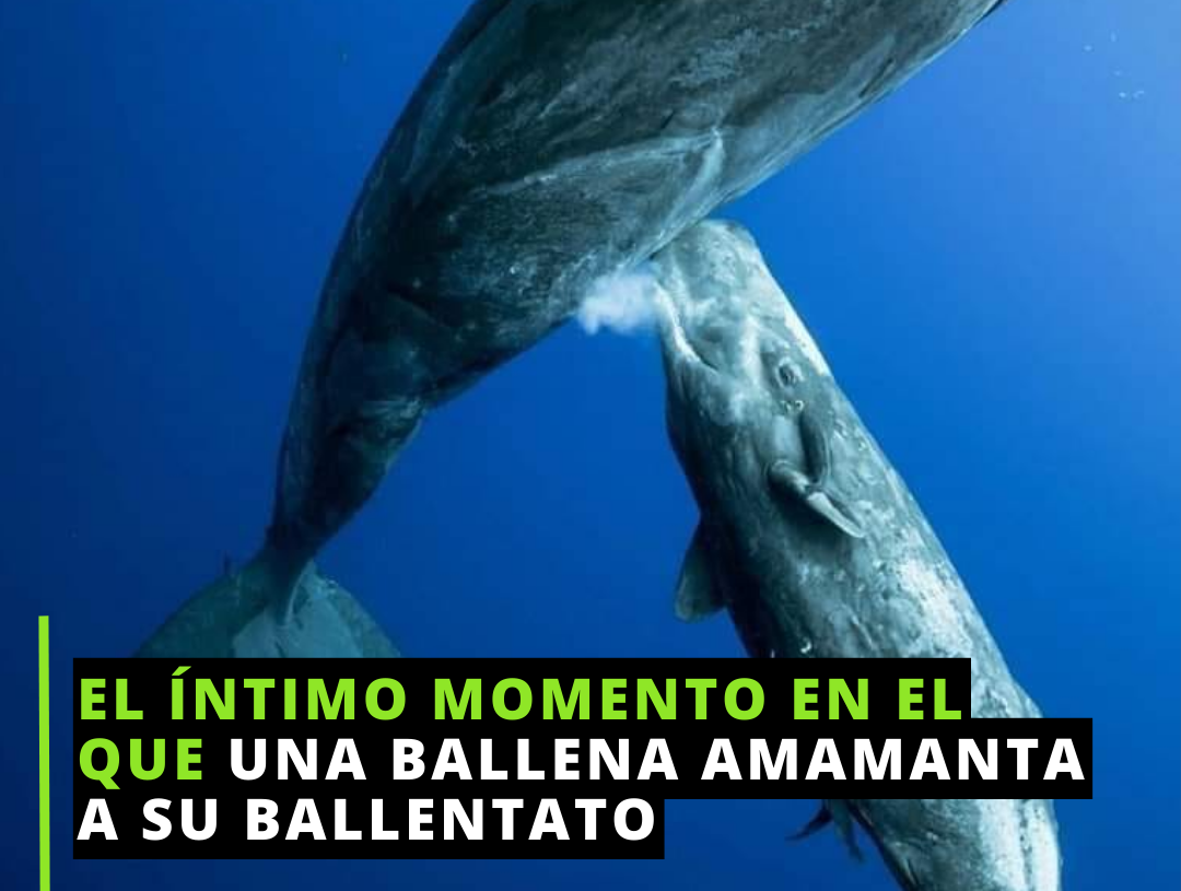 Amamanta a su ‘bebé’ ballena