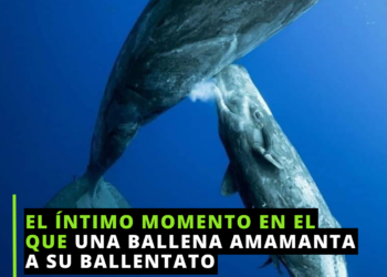 Amamanta a su ‘bebé’ ballena