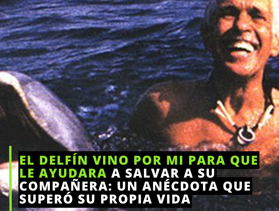 El buzo y el delfín