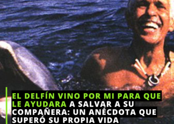 El buzo y el delfín