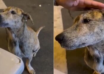 Perrito callejero conmueve al llorar tras recibir un acto de bondad