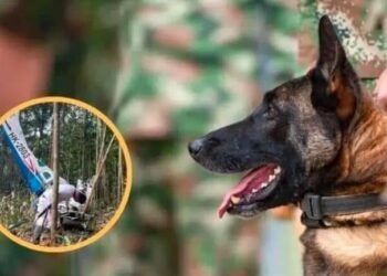 Suspenden la búsqueda del perro Wilson perdido en la selva