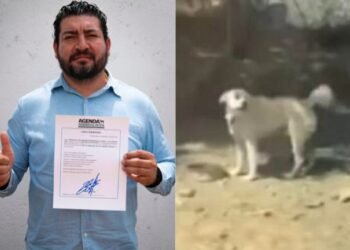 Ex candidato municipal de Tlaxcala es acusado de disparar a un perro callejero