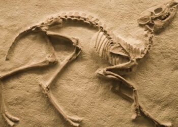 El misterio de los primeros animales resuelto: estudio revela su aparición en el periodo Cámbrico