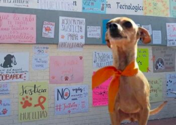 Indignación en Puebla por el cruel maltrato animal: Exigen justicia para Huellitas