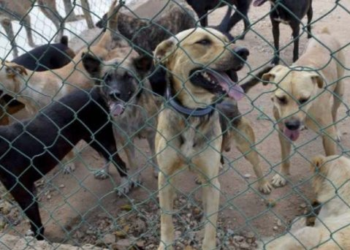 Hermanitos de perrito “Scooby” son atendidos por albergue en Tecámac