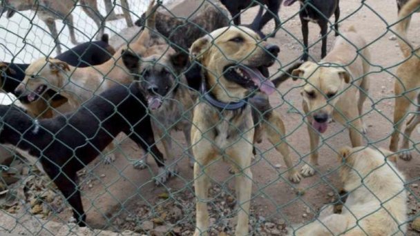 Hermanitos de perrito “Scooby” son atendidos por albergue en Tecámac Hermanitos de perrito “Scooby” son atendidos por albergue en Tecámac