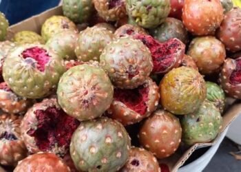 Periodo de graduaciones afecta la venta de pitaya en Hermosillo