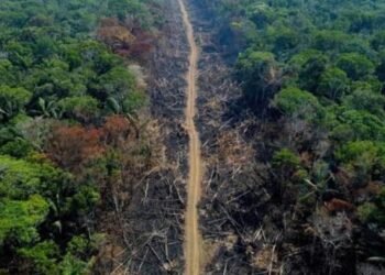 Más de 4 millones de hectáreas de bosques se perdieron en 2022