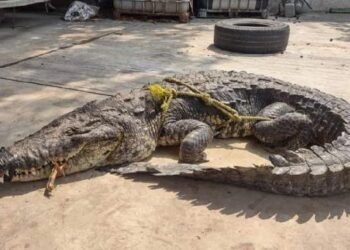 Muere cocodrilo por golpe de calor en Tamaulipas