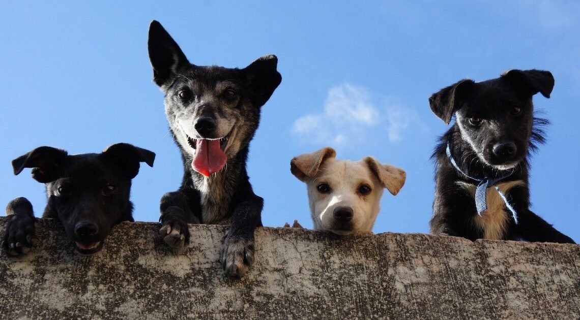 Organizan marcha para defender los derechos de los animales
