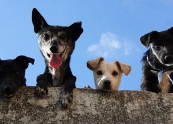 Organizan marcha para defender los derechos de los animales