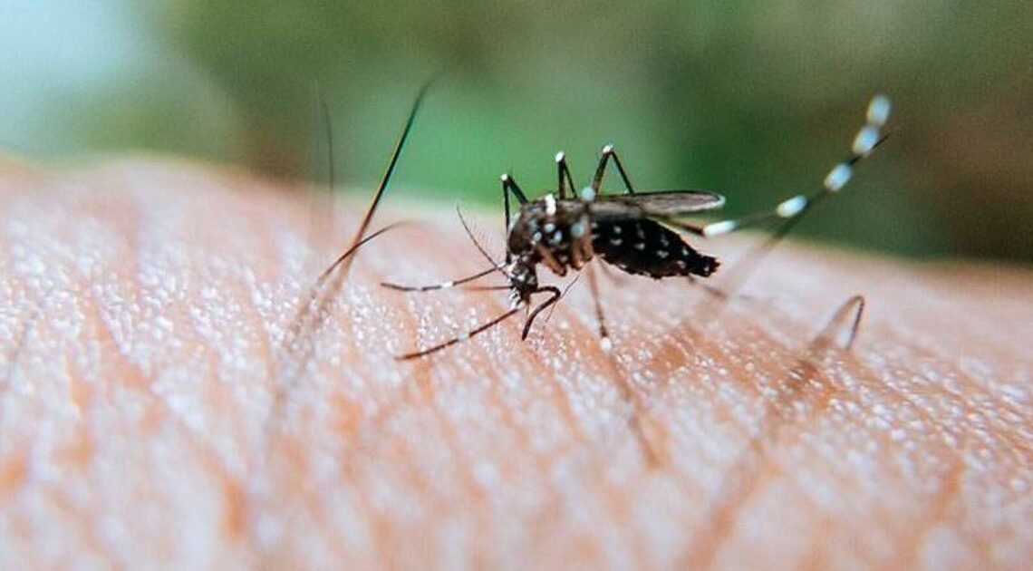 Ayuntamiento HMO realiza jornada de descacharre para combatir el dengue