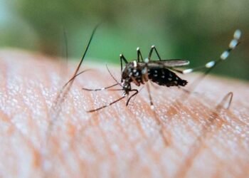 Ayuntamiento HMO realiza jornada de descacharre para combatir el dengue