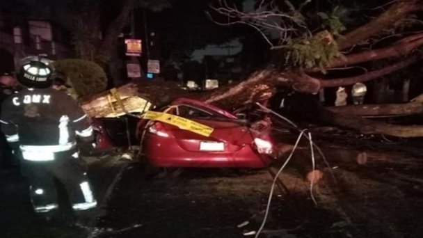 Muere mujer aplastada dentro de auto al que le cayó un árbol de 20 metros Muere mujer aplastada dentro de auto al que le cayó un árbol de 20 metros