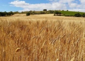 Baja precio de los alimentos a mínimos de 2 años, según FAO