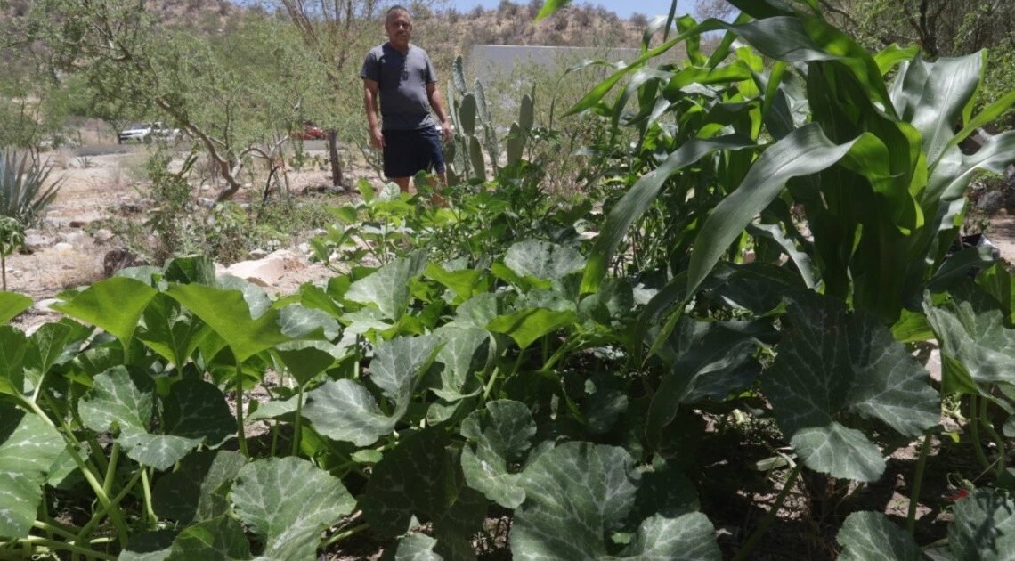 Del escombro a un oasis verde: El vecino crea jardín en las faldas del Cerro Johnson