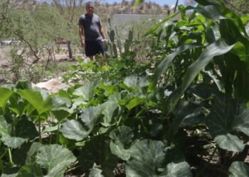 Del escombro a un oasis verde: El vecino crea jardín en las faldas del Cerro Johnson