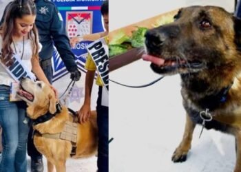 Jubilan a tres agentes caninos de la Policía Municipal