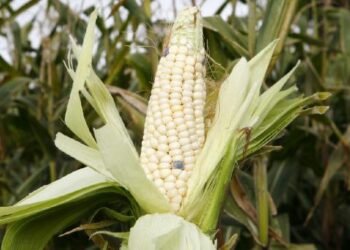 Ponen arancel de 50 por ciento a importación de maíz