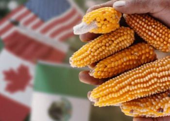 Maíz transgénico: Tensiones entre México y Estados Unidos
