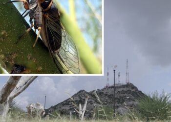 “El canto de las chicharras predice la lluvia”: Una creencia no muy alejada de la realidad