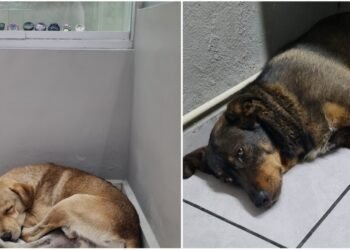 Centro de Hermosillo: En temporada de calor el negocio de Luis Montoya es una “joya” para los lomitos