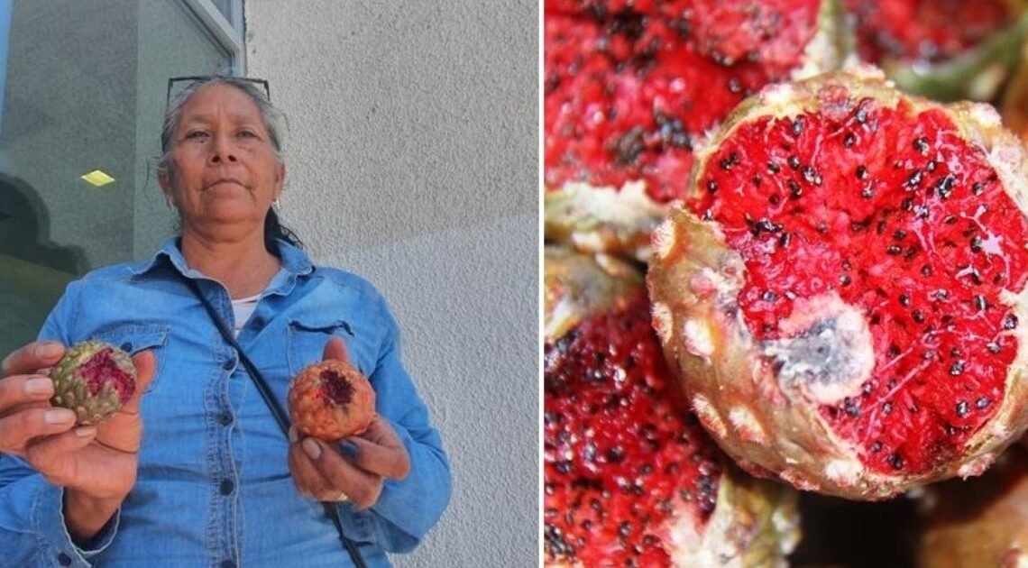 Dulce y fresca, ¡ya llegó la pitaya!