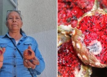 Dulce y fresca, ¡ya llegó la pitaya!