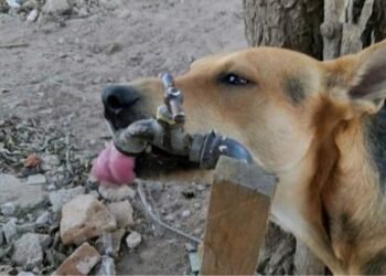 Recomiendan poner atención a mascotas ante altas temperaturas