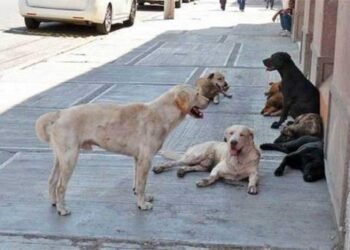 Así se castiga el delito de maltrato animal en Hermosillo
