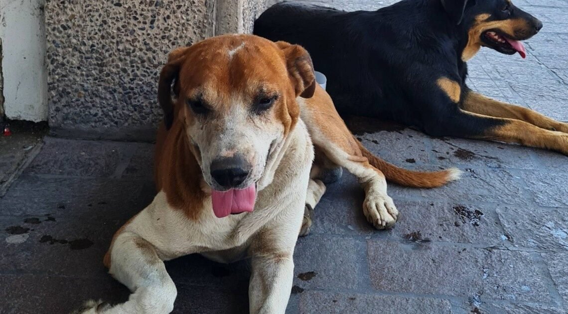 Marcharán hoy para hacer conciencia sobre derechos de animales en Hermosillo