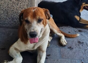 Marcharán hoy para hacer conciencia sobre derechos de animales en Hermosillo