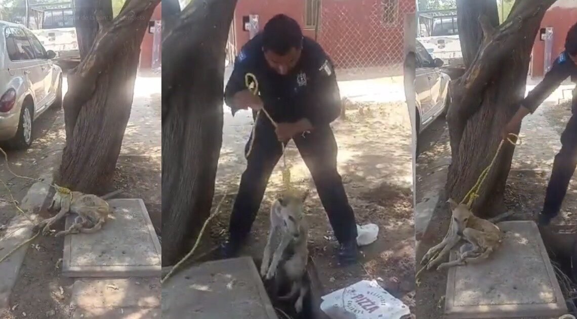 Perrito cae a una alcantarilla y queda atrapado entre cables de alta tensión; Policía de Hermosillo acude al rescate