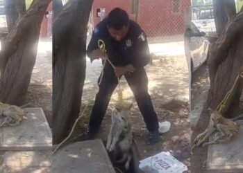 Perrito cae a una alcantarilla y queda atrapado entre cables de alta tensión; Policía de Hermosillo acude al rescate
