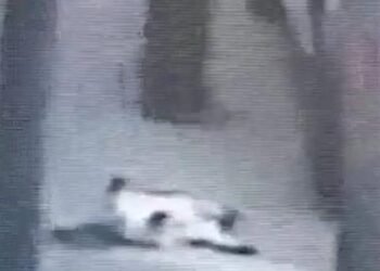 Hombre es captado en video cuando dispara a gato a sangre fría en Edomex