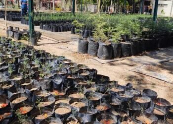 Vivero Municipal regaló 280 ejemplares de plantas nativas a hermosillenses