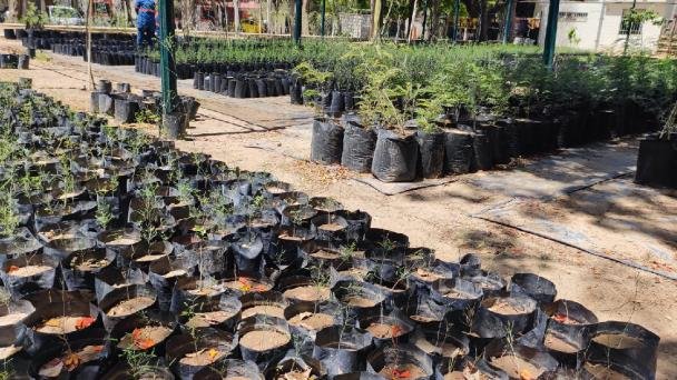 Vivero Municipal regaló 280 ejemplares de plantas nativas a hermosillenses Vivero Municipal regaló 280 ejemplares de plantas nativas a hermosillenses