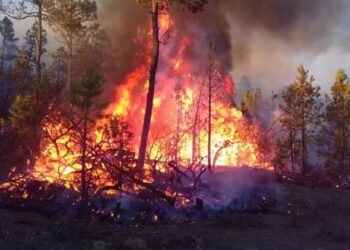 Más de 7 mil hectáreas afectadas en Sierra de Chihuahua por incendios